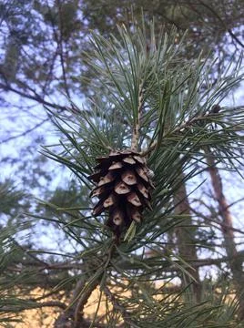Pine Cone on Tree. Stock Photos