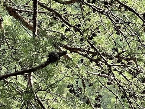 Pine Cone Tree Stock Photos
