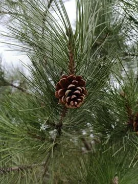 A pine cone that is on a tree Stock Photos