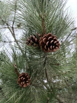 A pine cone that is on a tree Stock Photos