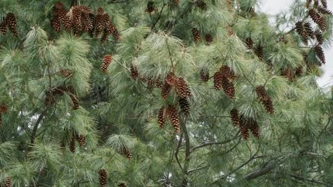 Pine cone tree with pine cones Stock Photos