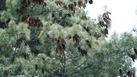 Pine cone tree with pine cones Foto stock