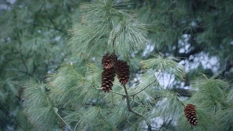 Pine cone tree with pine cones Stock Photos