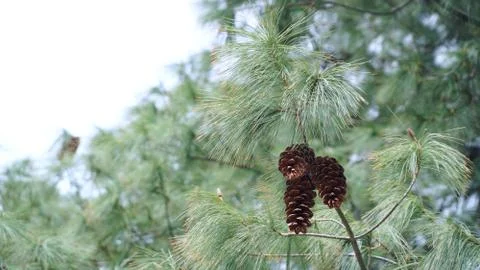 Pine cone tree with pine cones Stock Photos