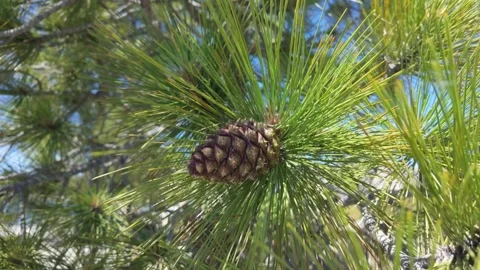 Pine cone on tree summer Stock Footage 278303080