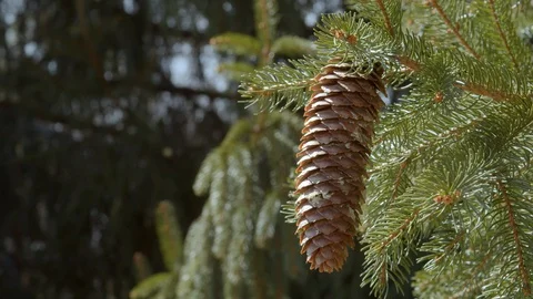Pine cone on a tree in a sunny day, closeup, 4k60p Stock Footage 128789178