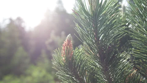 A Pine Cone On A Tree At Sunset, Close Up. Branch Of Pine With Green Needles Stock Footage 266398479