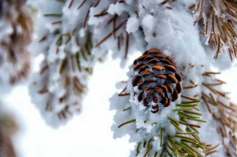 Pine cone under snow Stock Photos