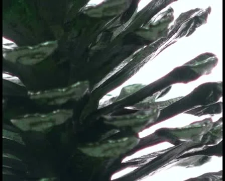 Pine cone V4 - PAL Stock Footage 10767375