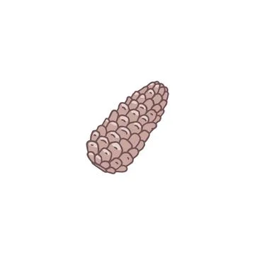 Pine cone vector icon, brown fir or cedar cone botanical hand drawn, natura.. Stock Illustration