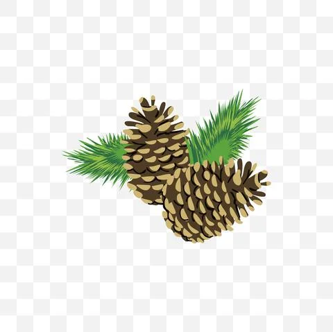 Pine cone vector illustration on blank background Stock Illustration