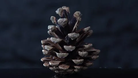 Pine cone video, black background Stock Footage 153468978