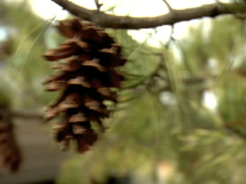 Pine Cone - Whip Vidéo 309493