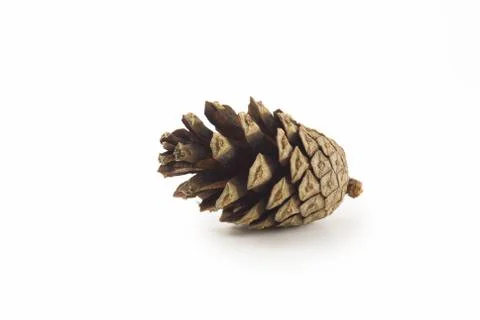 Pine cone on a white background. Close-up and lies on its side. Stock Photos