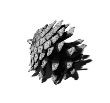 Pine cone on white background for design isolate. Stock Photos