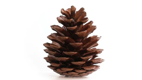 Pine cone on a white background Video stock 147652938