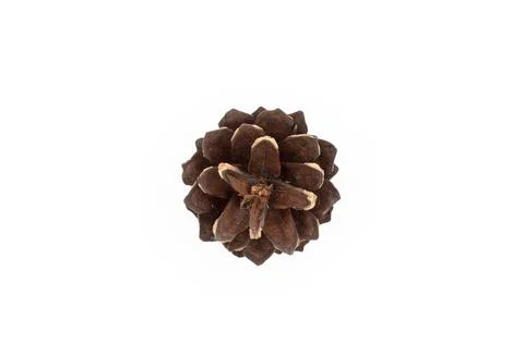 Pine Cone on White Background. High Resolution Photo. Useful for Many Purpose Stock Photos