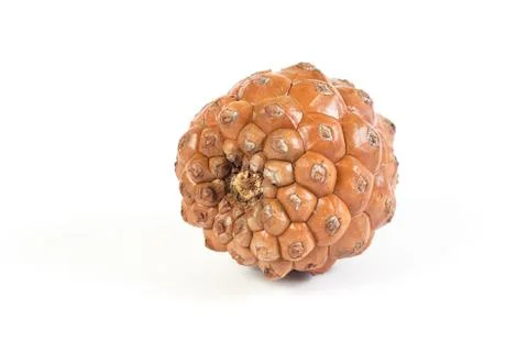 Pine cone on white background. isolated. Stock Photos
