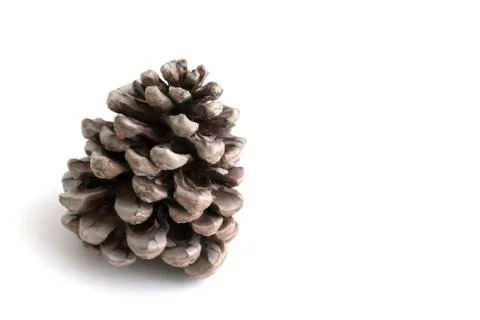 Pine cone on white background. New year symbol. Stock Photos