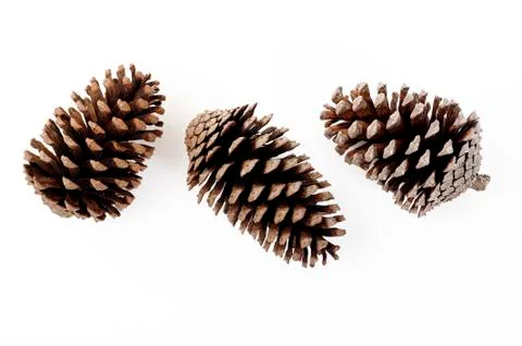 Pine cone on white background Stock Photos