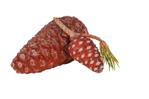 The pine cone on the white background Stock Photos