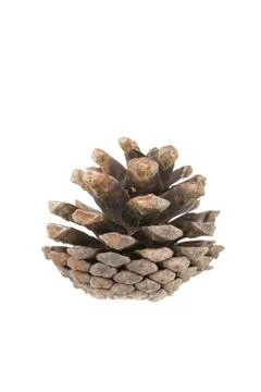 Pine cone on white background Stock Photos