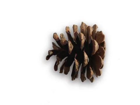 Pine cone on a white background. Stock Photos