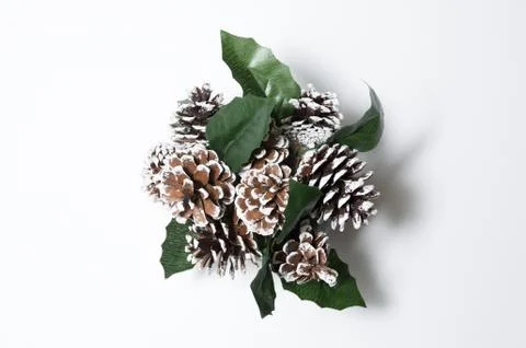 Pine cone on white background Stock Photos