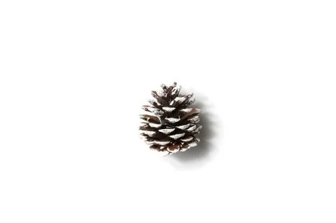 Pine cone on white background Stock Photos