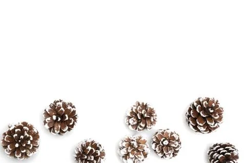 Pine cone on white background Stock Photos