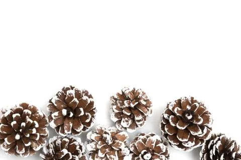 Pine cone on white background Stock Photos