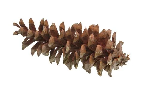 Pine cone on a white background Stock Photos