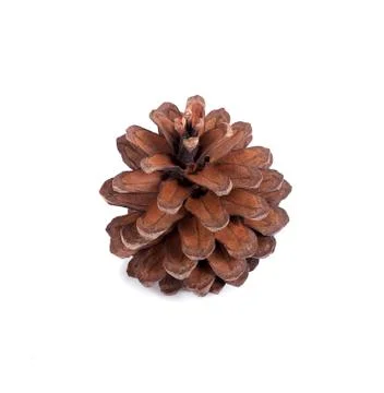 Pine cone on white background Foto stock