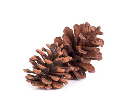 Pine cone on white background 스톡 사진