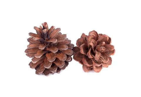 Pine cone on white background 스톡 사진