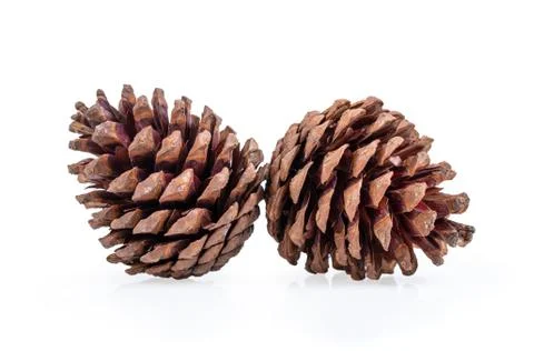 Pine cone on white background. Stock Photos