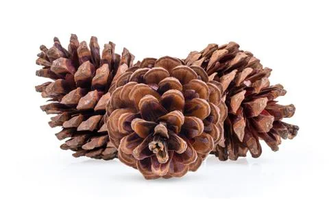 Pine cone on white background. Stock Photos