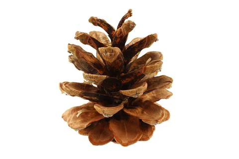 Pine cone on a white background Stock Photos