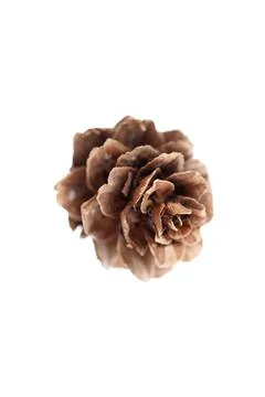 Pine cone on white background Stock Photos