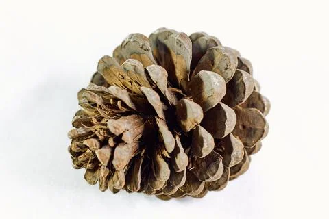 Pine cone on white background Stock Photos