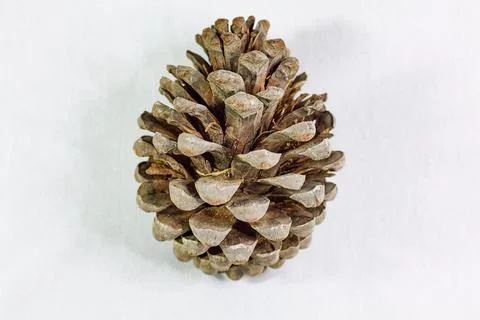 Pine cone on white background Stock Photos
