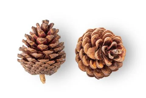 Pine cone on white background. top view Stock Photos