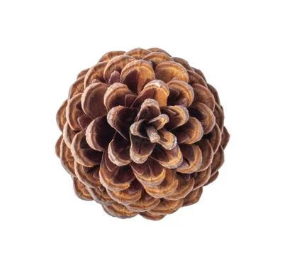 Pine cone on white background. top view Stock Photos