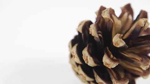 Pine cone on white. Dry bump rotates on a white background. Extremely close-u Stock Footage 162228462