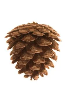 Pine cone on white Stock Photos
