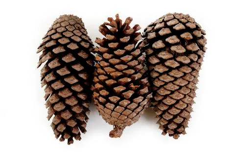 Pine cone on white Stock Photos