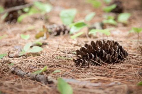 Pine cone in the wilderness Stock Photos