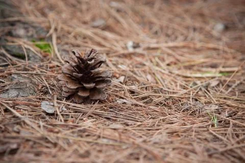 Pine cone in the wilderness Stock Photos
