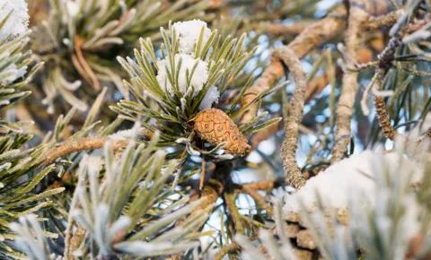 Pine Cone in Winter 스톡 사진
