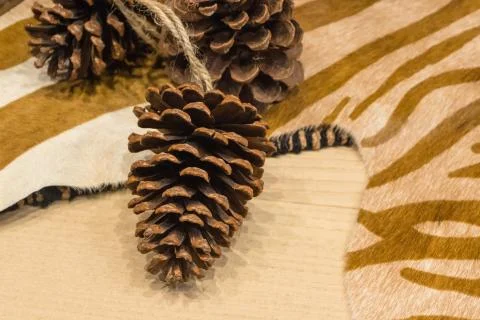 Pine cone &amp; zebra print Stock Photos